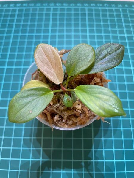 Homalomena sp.Sumatera Utara 【LA0722-f1-1】ホマロメナ