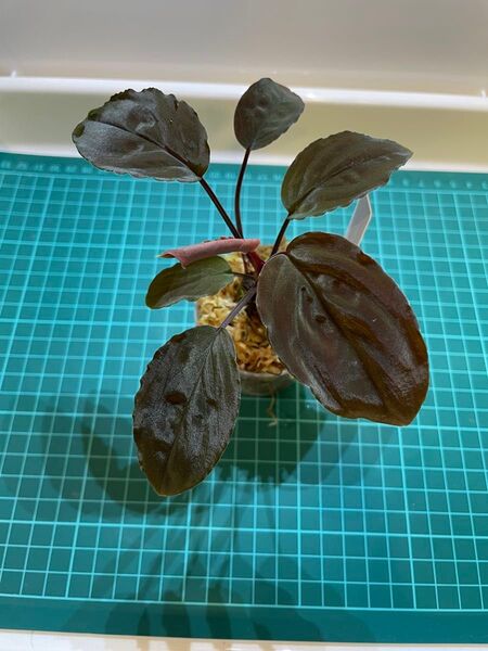 Homalomena sp.“KutaMalaka”jahanto,aceh sumatera【CG2204-01】ホマロメナ