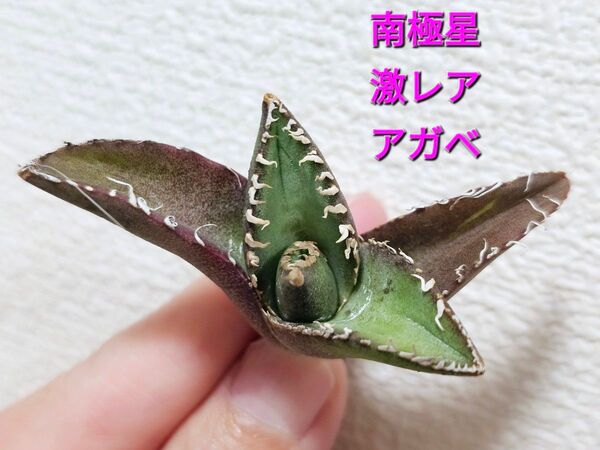 アガベ チタノタ 南極星 極上株 チタノタ 特選アガベ 台湾産正規品