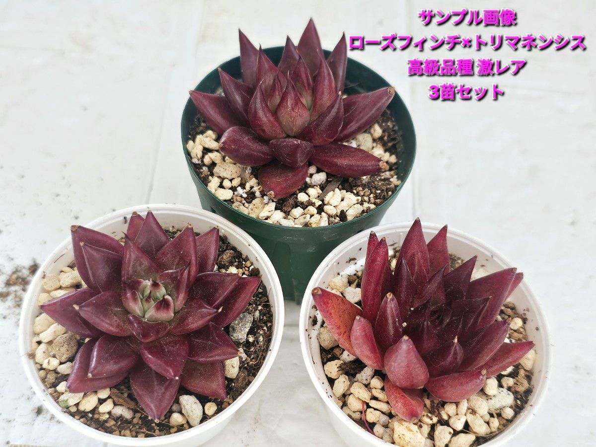 サービス品 白鯨錦 agave 極上希少 子株永久斑 台湾産正規品 サービス品 白鯨錦 agave 極上希少 子株永久斑 台湾産正規品