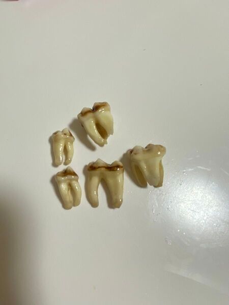 熊牙 熊歯 熊の牙 奥歯 ツキノワグマ牙 新品 送料無料