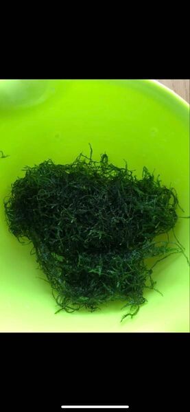 ウィローモス 30g