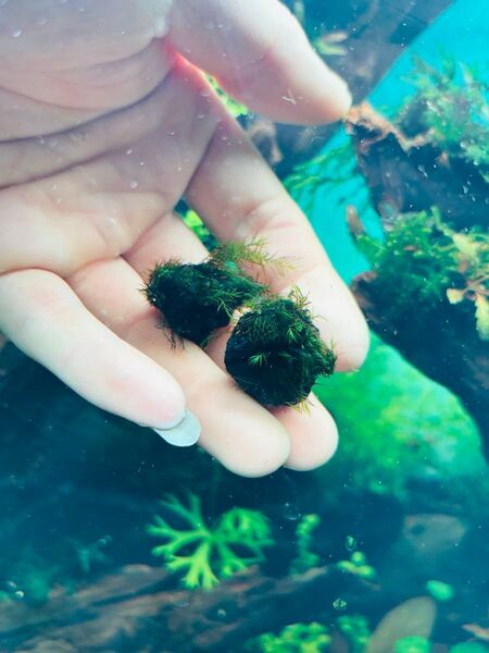 ウォーターフェザー 溶岩石 水中葉 無農薬 2個