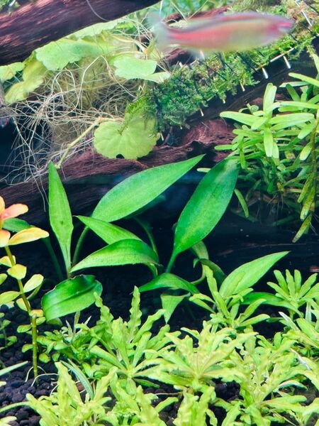 ラゲナンドラ スワイテシー 3株 水中葉 無農薬