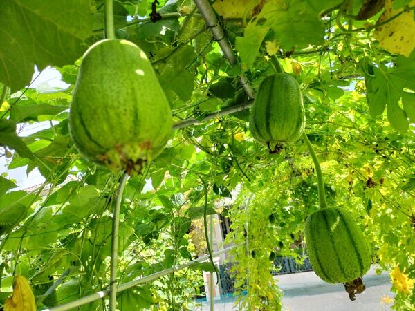 希有台灣 蘋果絲瓜(黑金剛) アップル糸瓜 種子20粒