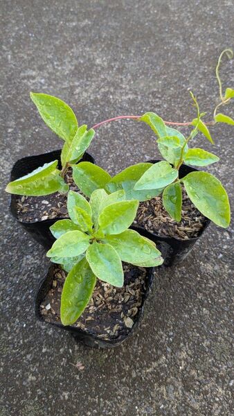 おかわかめ3苗 オカワカメ 雲南百薬 無農薬 健康野菜 グリーンカーテン