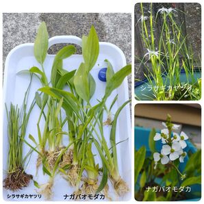 簡単 ビオトープ シラサギカヤツリ + 大きめ ナガバオモダカ 10株 メダカ 水草 2種類