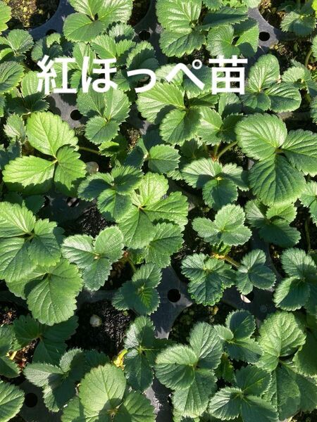 農家直送 紅ほっぺ苗 5株