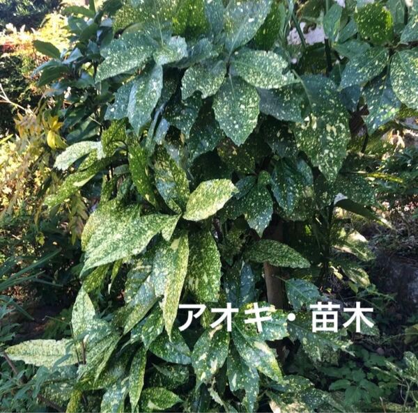 観葉植物 アオキ 青木 苗木 丈約10〜20cm 3株