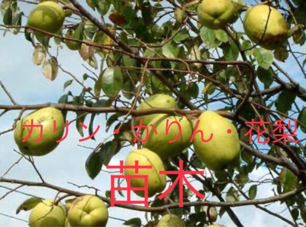 観葉植物 カリン 苗木5株 サイズ10〜15cm程度 縁起木 果林・花梨 カリン酒