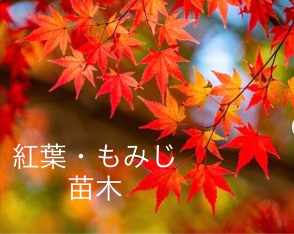 観葉植物 もみじ・紅葉・モミジ 苗木 5株 サイズ丈15cm前後