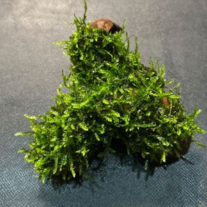 流木 ウィローモス付き 無農薬