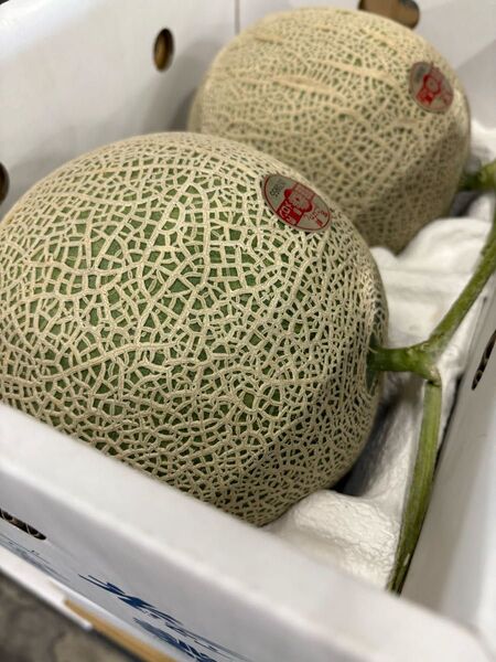 今期初登場!!青肉メロン!九州産 アールスメロン 2玉入り 大玉サイズ