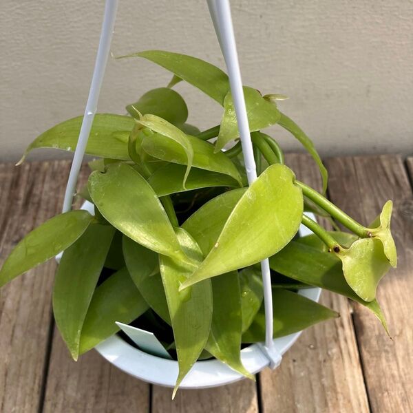 観葉植物 バニラ 吊り鉢