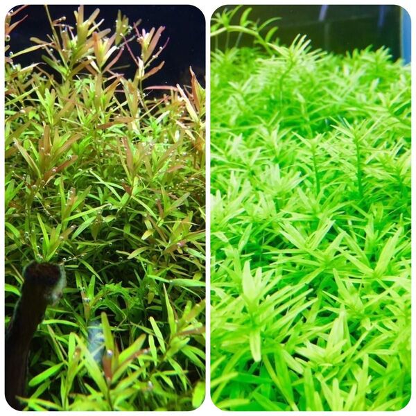 水草セット 緑系 水中葉 無農薬 無害虫