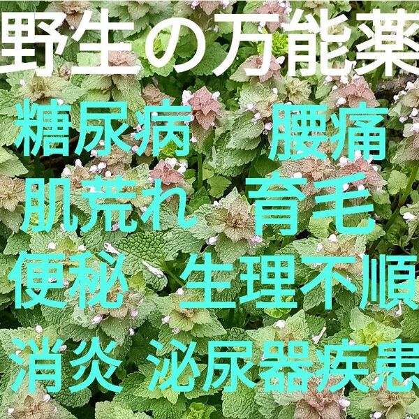 野生の万能薬 山菜 野草 山野草 ヒメオドリコソウ 300g以上!