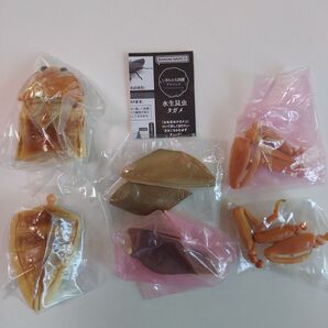 タガメ いきもの大図鑑アドバンス 新品未開封
