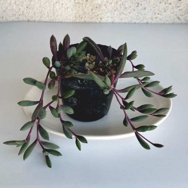 多肉植物 寄せ植え 抜き苗 根付き ルビーネックレス