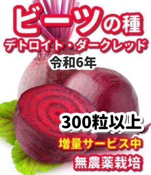 ビーツの種 デトロイトダークレッド★栽培期間中農薬不使用の種