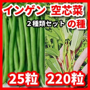 インゲン&空芯菜の種セット★栽培期間中農薬不使用の種