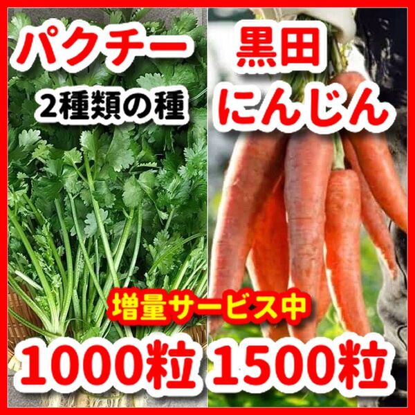 パクチー&黒田にんじんの種セット★栽培期間中農薬不使用の種