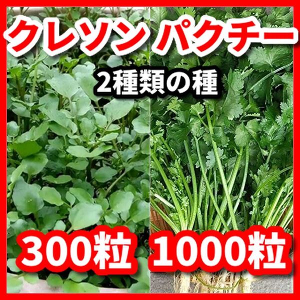 クレソン&パクチー(大粒タイプ)の種セット★栽培期間中農薬不使用の種
