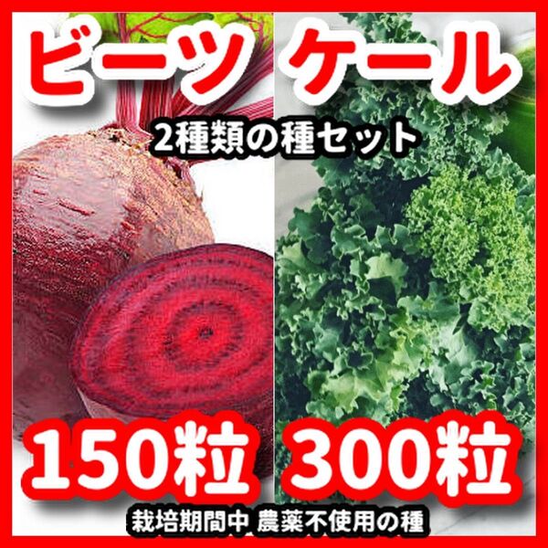 ビーツ&ケールの種セット★栽培期間中農薬不使用の種