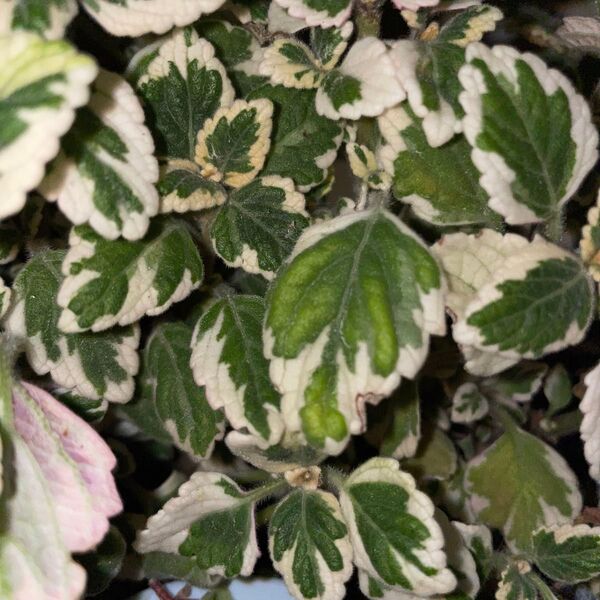 多肉植物 斑入り アロマティカス※再出品致しました♪
