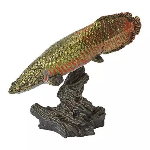 2025年最新】Yahoo!オークション -古代魚の中古品・新品・未使用