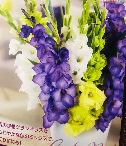 グラジオラス クリスタルミックス 爽やかな色のミックス 5球