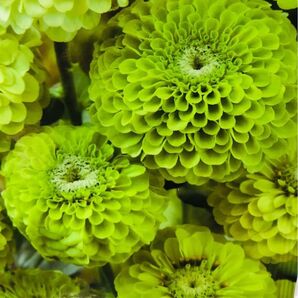 百日草 爽やかなグリーンの花色 ジャイアントライム 約10cmの大きな花が咲きます 丈夫で作りやすく切花や夏花壇にぴったり 10粒