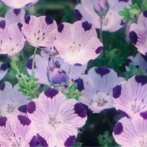 可愛いネモフィラ NEMOPHILA 白の花弁に紫の斑点が可愛いです 55粒 お買い得