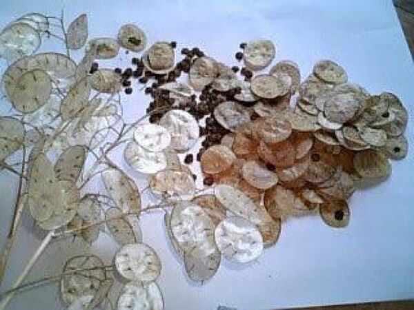 リナリヤ 高級草花 金のなる木 10粒