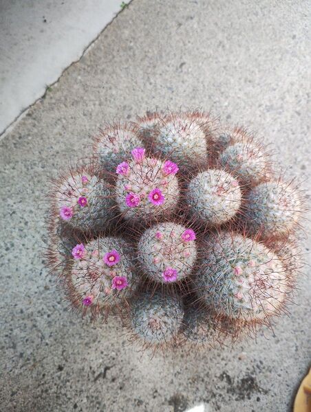 マミラリア属? サボテン 多肉植物 ピンクの花 群生