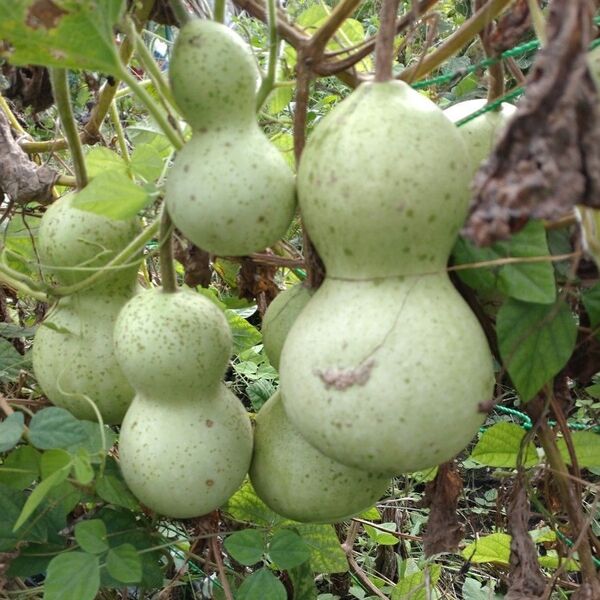 千成ひょうたん 種20粒 無農薬栽培