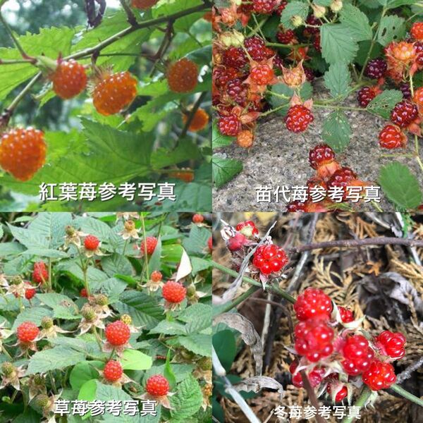 ★★木苺4種類4株★★3000円→2100円★紅葉苺&冬苺&草苺&苗代苺の苗木