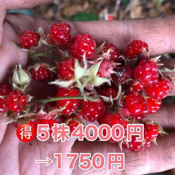 ★★冬苺苗5株★★ 5株4000円→1750円 珍しい冬収穫の木苺 木いちご フユイチゴ苗 ふゆいちご苗 冬いちご苗 木苺苗