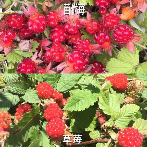 ★木苺苗2種類2株セット(大)★1300円→950円 草苺&苗代苺の抜き苗