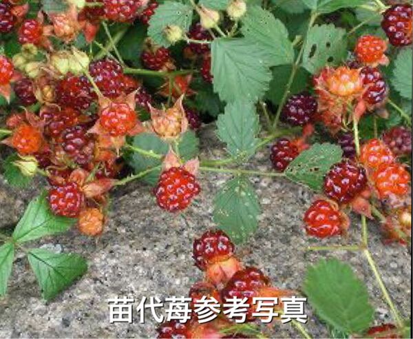 ★苗代苺の苗木2株(小)★ルビーのような赤実木苺 ラズベリーの苗木 日本木いちご