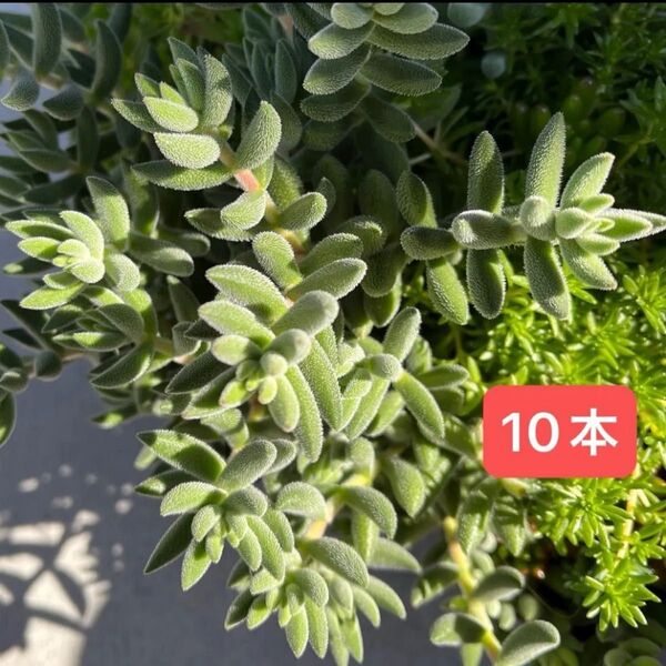 多肉植物 クラッスラ 10本 おまけつき 抜き苗 かっとなえ よく増えます
