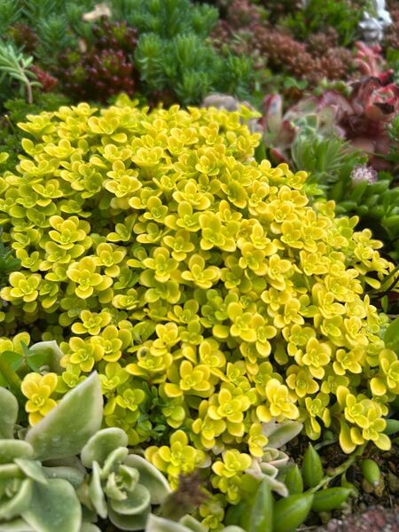 NEW!多肉植物 黄金丸葉万年草 50カット!