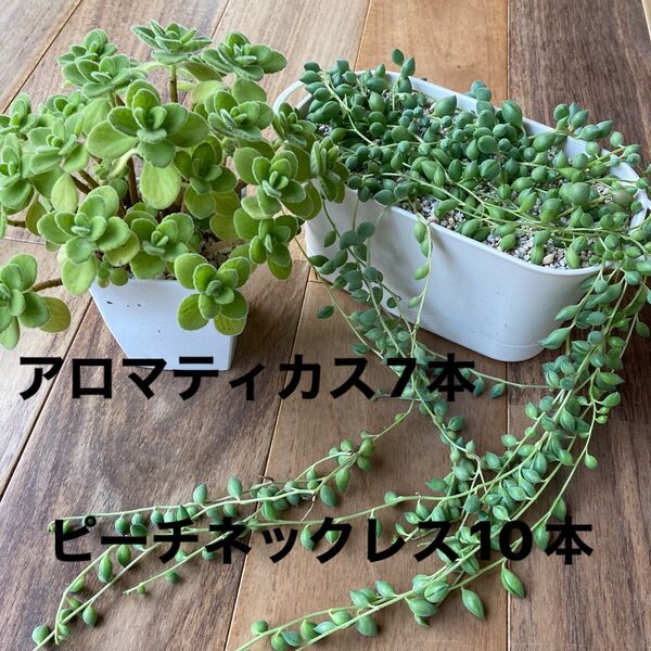 アロマティカス ピーチネックレス カット苗
