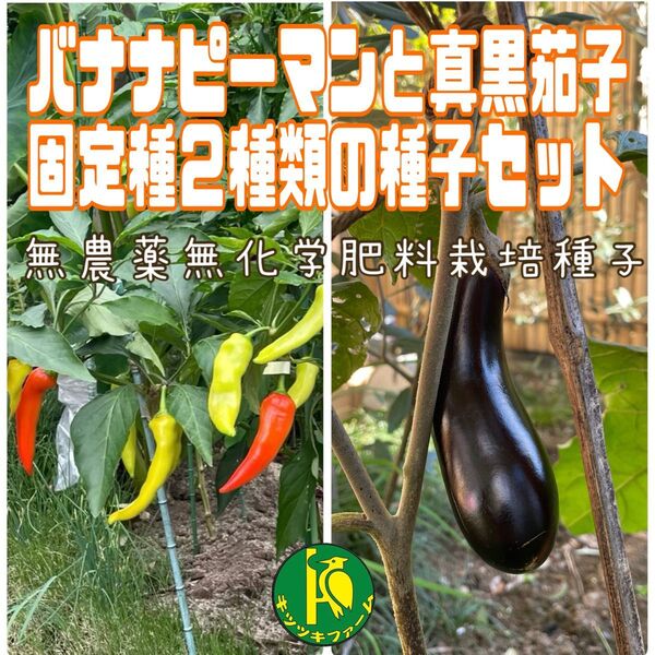 バナナピーマンの種子20粒と真黒茄子の種子20粒 無農薬無化学肥料栽培のタネ