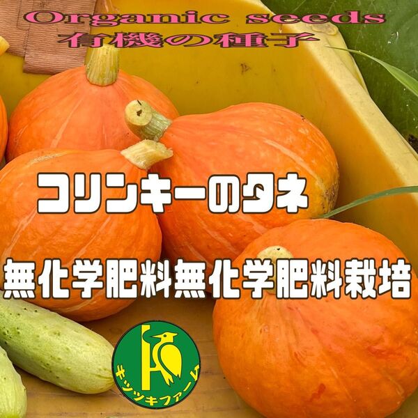 コリンキーの種子10粒 無農薬・無化学肥料栽培のタネ