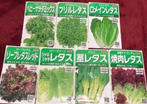 野菜の種 レタスの種 7種