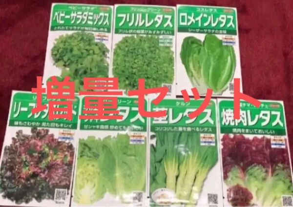 野菜の種 レタスの種 7種