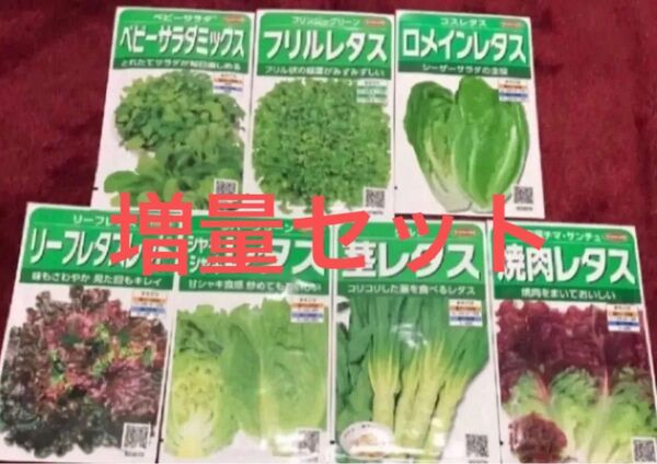 野菜の種 レタスの種 7種