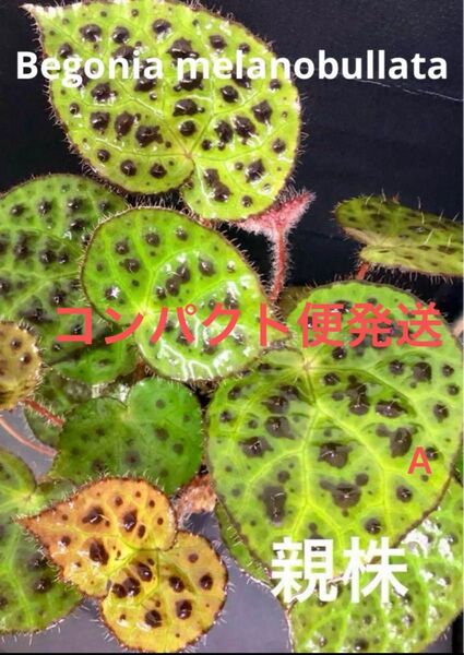 Begonia melanobullataベゴニアメラノブラータ!A 原種