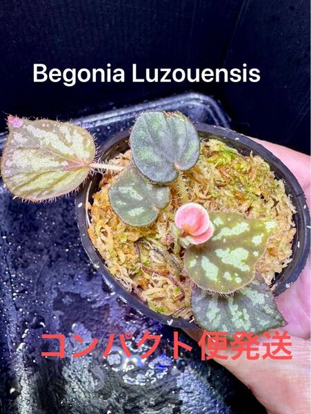 Begonia Luzouensis ベゴニア ルゾウエンシス原種