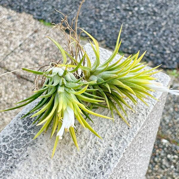 大きめ 発色良好 Tillandsia エアプランツ イオナンタ ドルイド